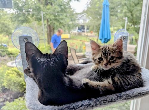 Nymock™ Hamac Pour Chat Pliant