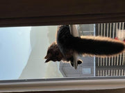 Nymock™ Hamac Pour Chat Pliant