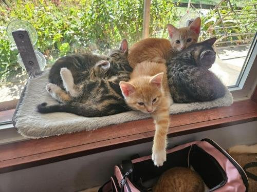 Nymock™ Hamac Pour Chat Pliant