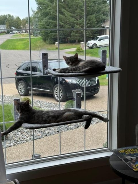 Nymock™ Hamac Pour Chat Pliant