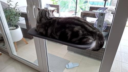 Nymock™ Hamac Pour Chat Pliant