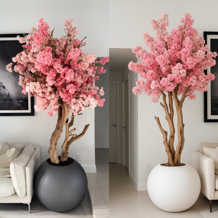 Cerisier Japonais en Fleurs